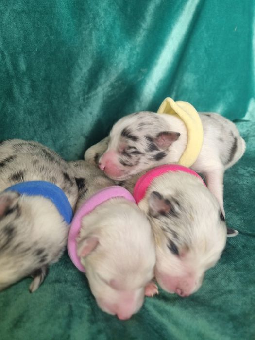 * * * piesek * * * blue merle tricolor Border Collie