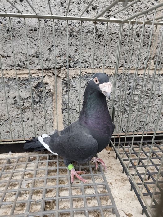 Gołębie pocztowe staropolskie para + gratis