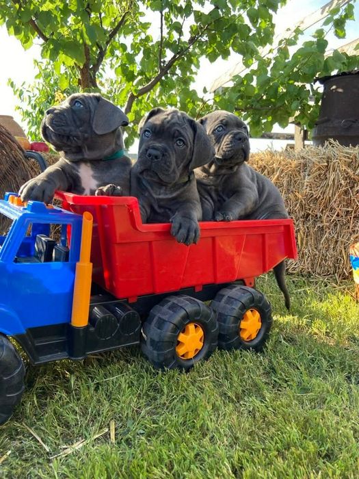 Є вільні сірі цуценята