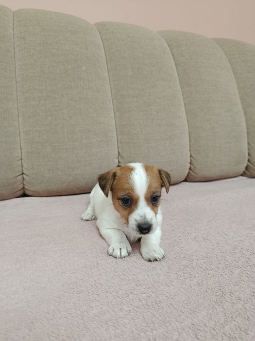 Śliczna suczka Jack Russell Terrier