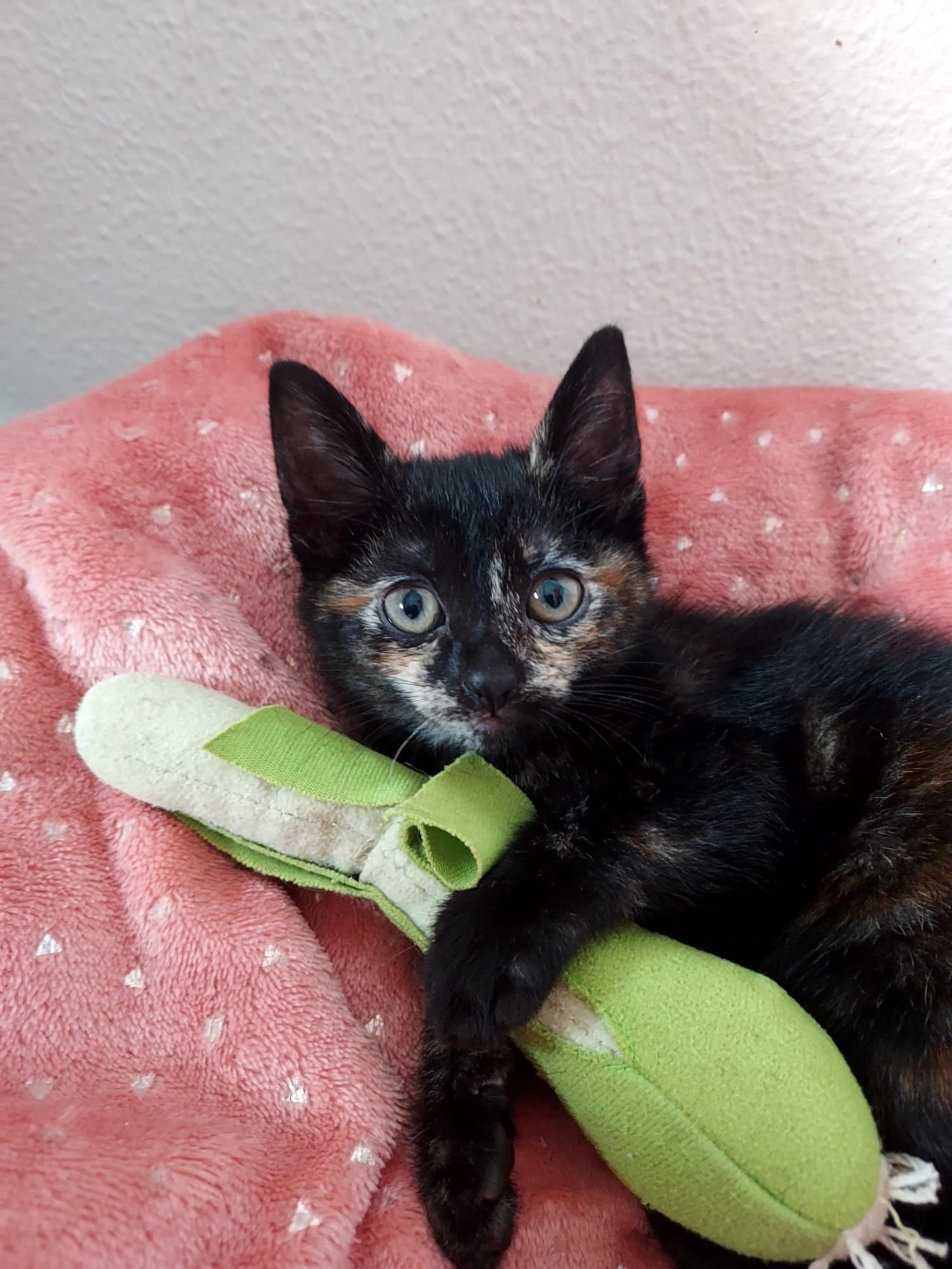 Gatinhas bebé 3 meses para adoção