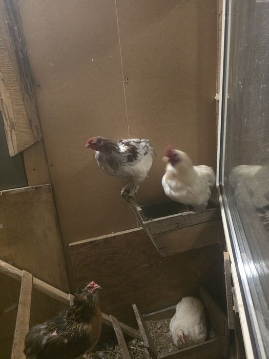 Kury araukany pisklaki araukany naturalne ekologiczne kury araukany