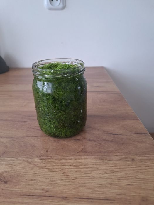 Roslina wgłębka wodna