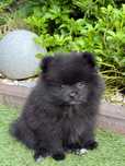 Szpic miniaturowy, Pomeranian XS