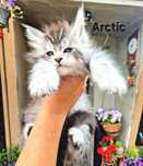 Maine Coon, kocurek, rodowód FPL, opcja