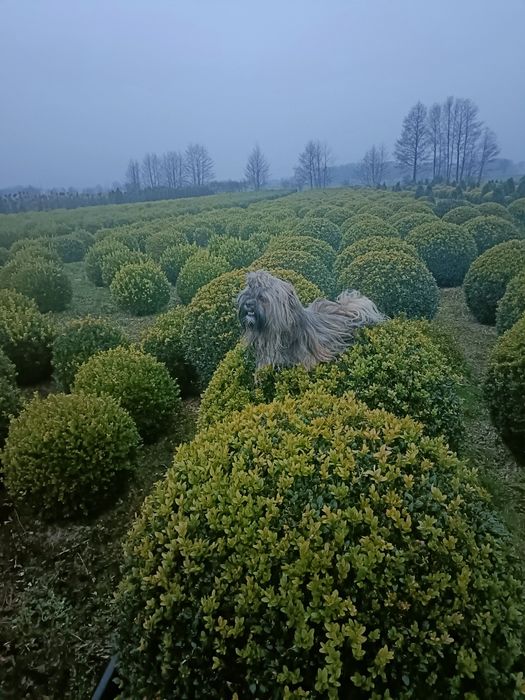 Bukszpan kula średnica 60, 70 oraz 80cm.