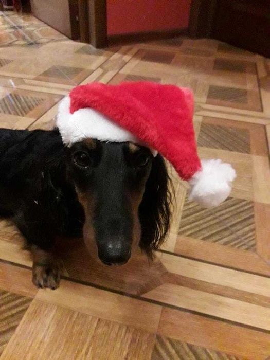 Новорічна шапка для собак. Костюм для собак.Новогодняя шапка для кота