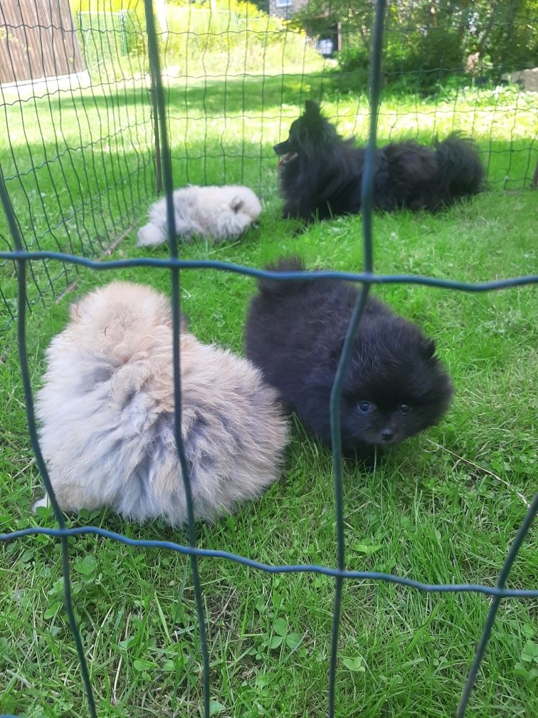 Szpic miniaturowy pomeranian