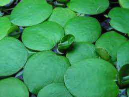 LIMNOBIUM LAEVIGATUM, Amazon frogbit – Planta aquática