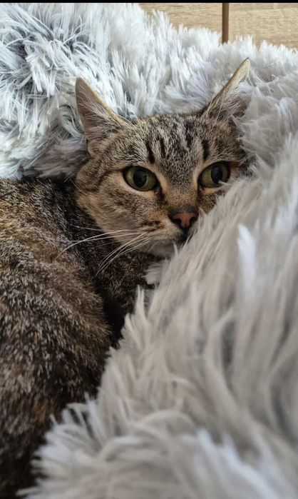 Trójłapka do adopcji