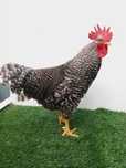 Galos diversas raças
