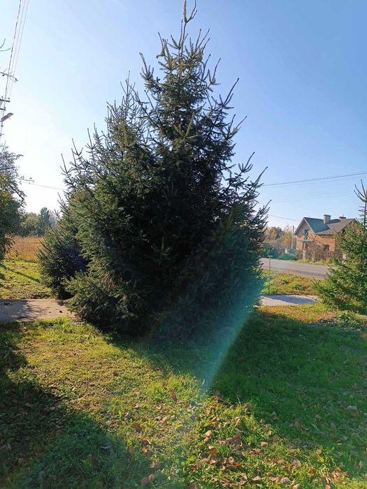 Продам ялинки 2шт.