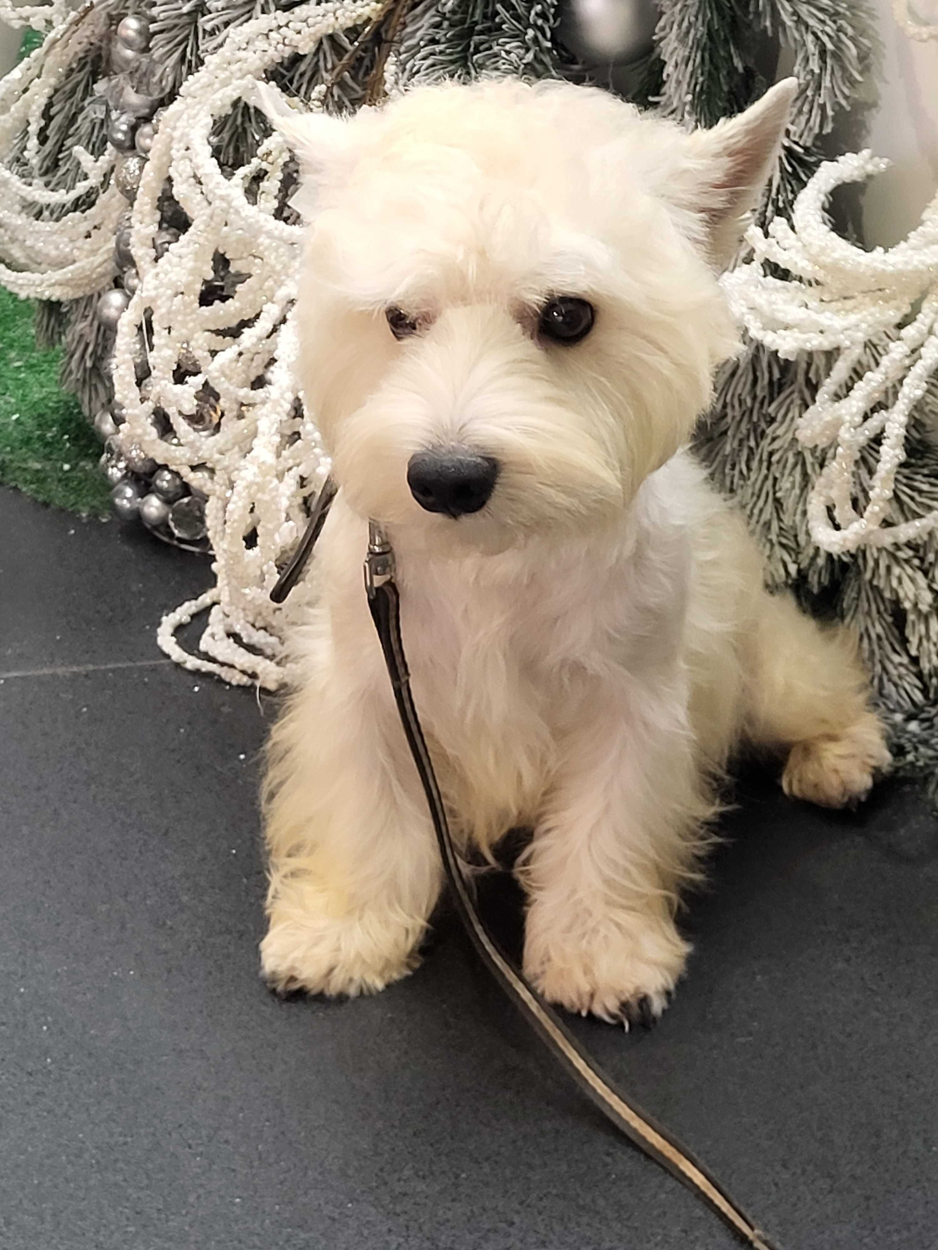 Вест Хайленд Уайт Тер'єр/West Highland White Terrier