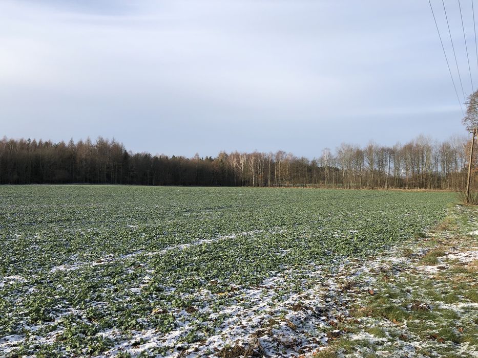 Sprzedam atrakcyjna ziemię rolną 6,5 ha
