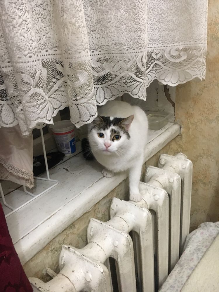 Отдам бесплатно кошку