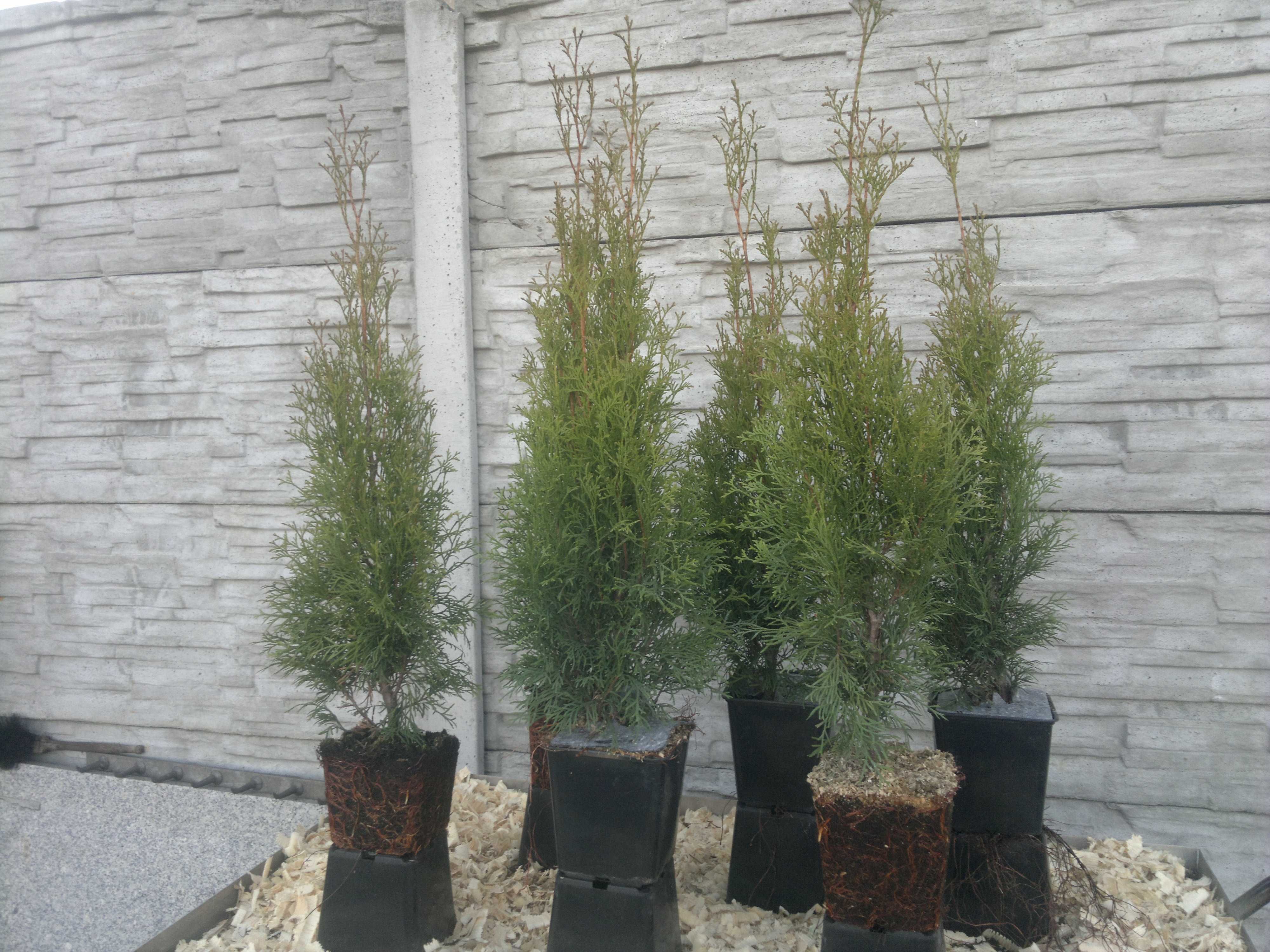 Tuja Szmaragd 10 sztuk doniczka Thuja Smaragd