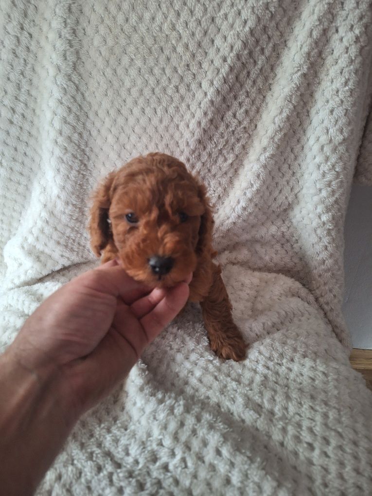 Pudel miniaturowy