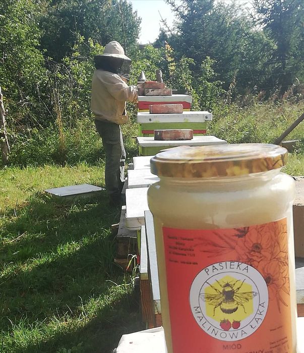 Miód rzepakowy 1 kg  zbiory 2025