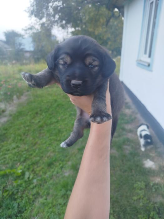Віддам в добрі руки