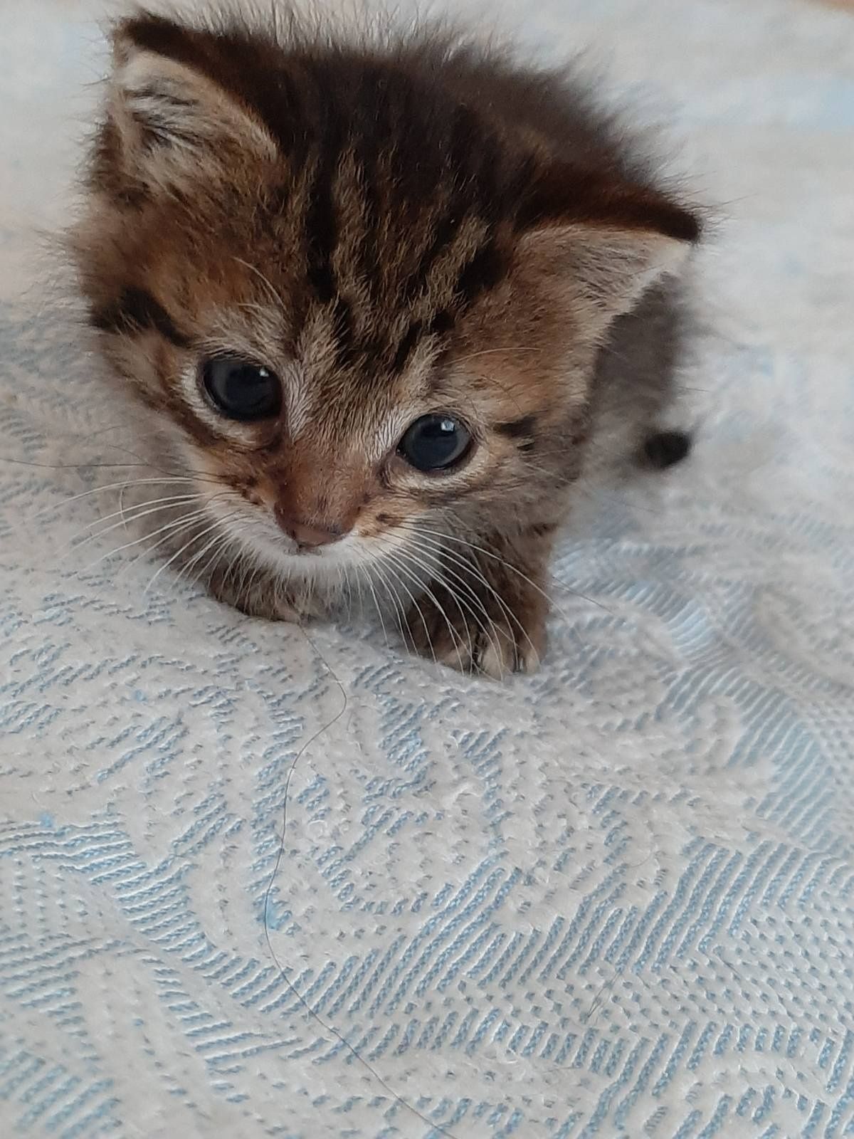 Чарівна тигрулька! Дівчинка, 1,5 місяці!