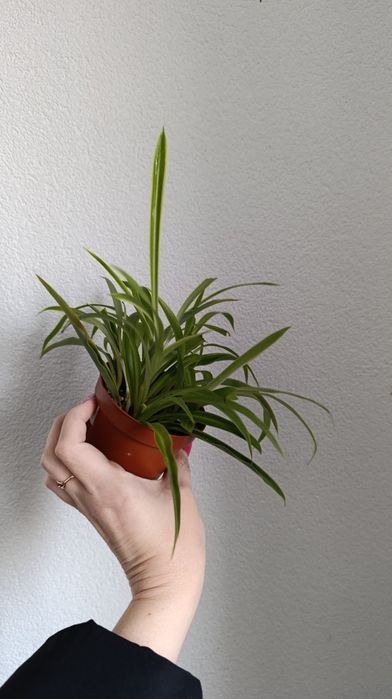 Хлорофітум варієгатний. Підрощена дітка