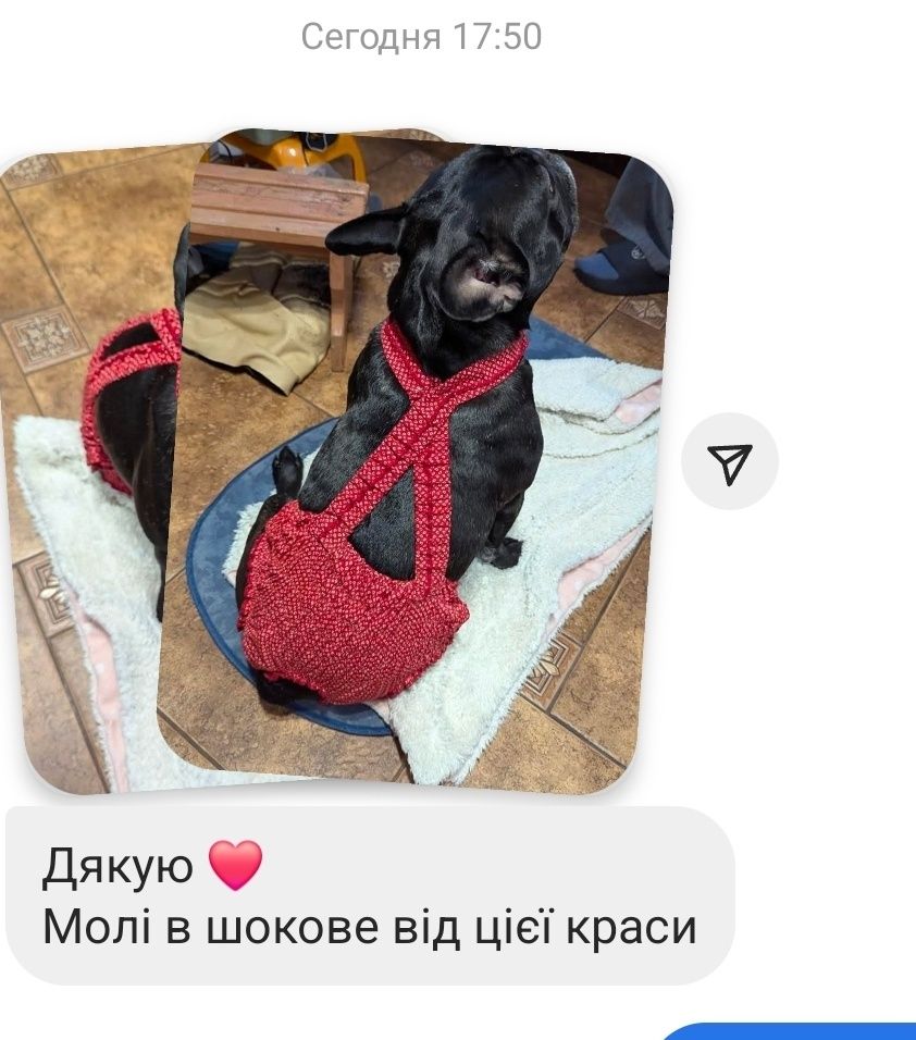 Трусики для собак
