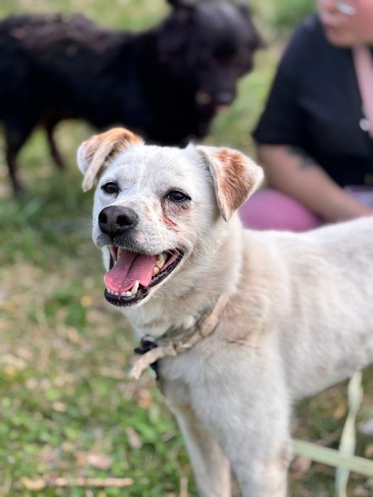 Malutki biały piesek do adopcji! Mops szuka domu