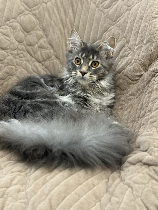 МейнКун девочка