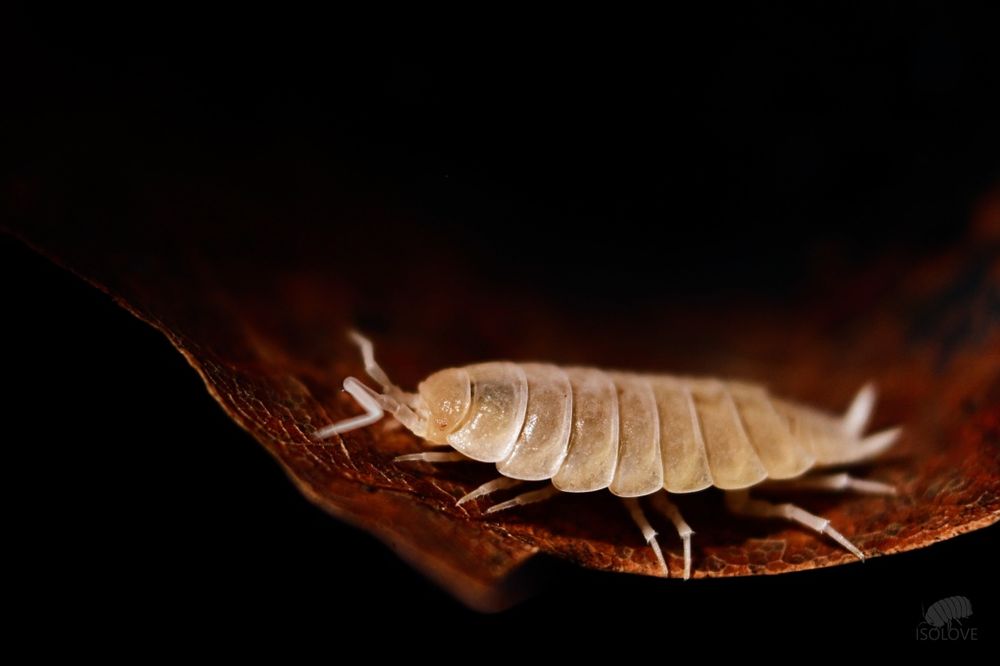 Porcellionides pruinosus "crystal orange", ekipa sprzątająca isopoda
