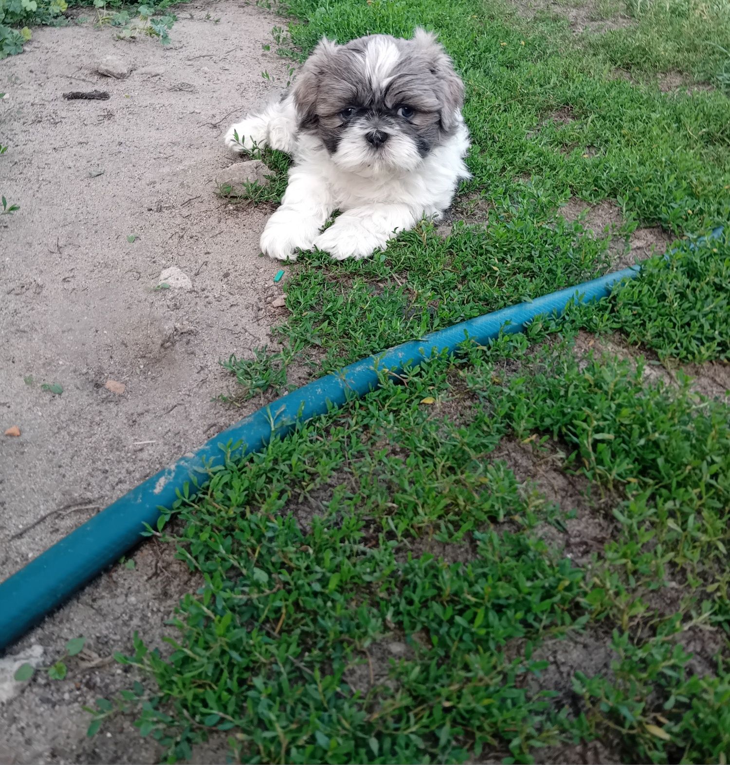 Szczeniak Shih-Tzu