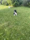Border Collie - szczeniak