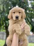 Szczeniak Golden Retriever Linia Amerkyianska