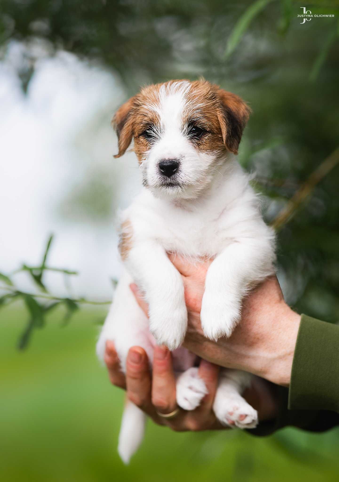 Jack Russell Terrier