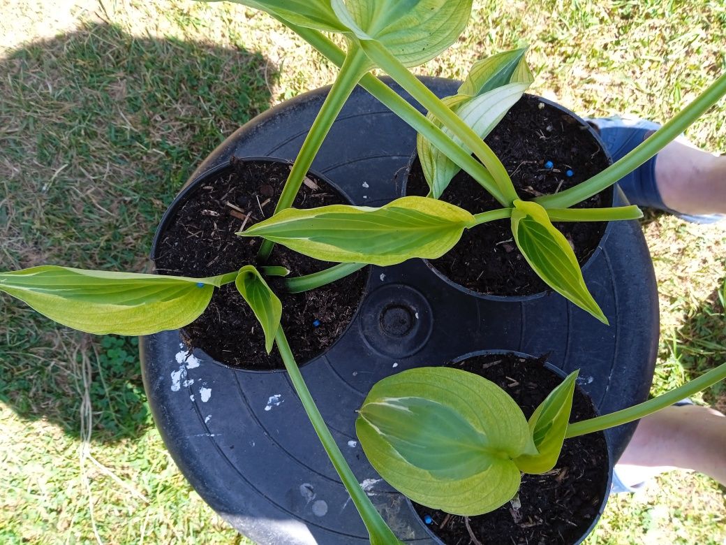Hosta funkia Pathfinger Yellow Polka dot Bikini