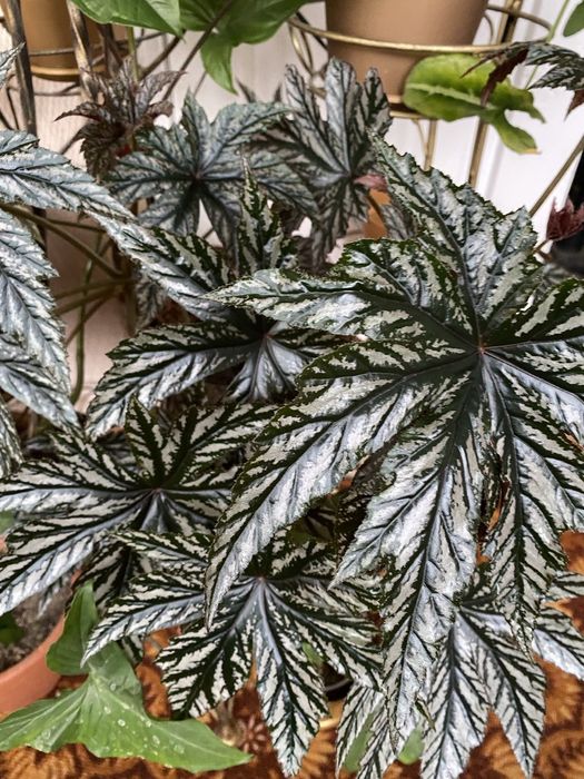 Бегонія Грифон Розпродаж