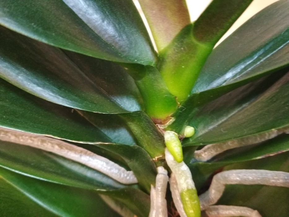 Орхидея фаленопсис, пелор оранжевая