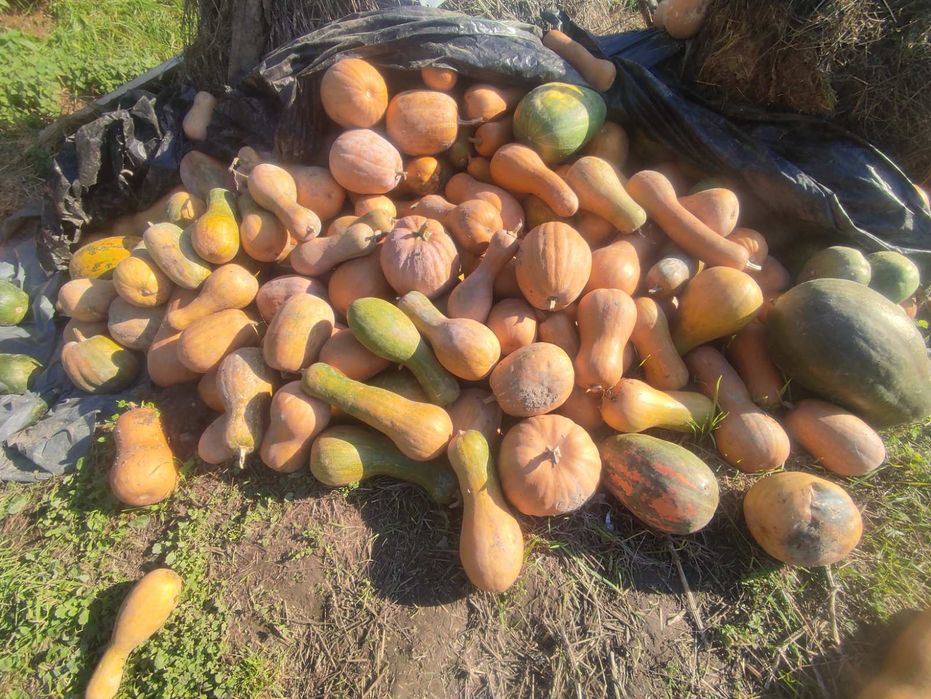 Гарбузи продаються