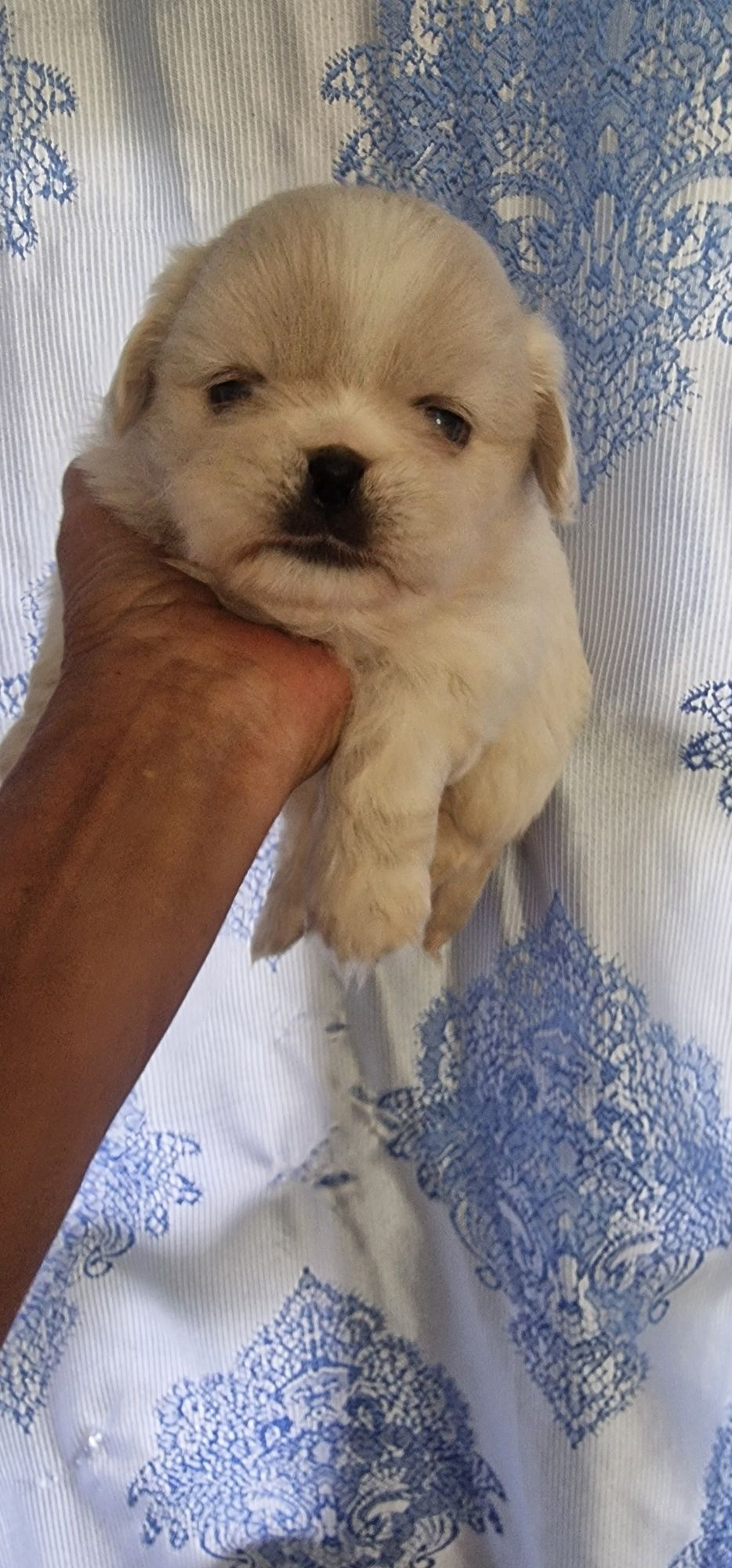Magnifica  Menina pequines