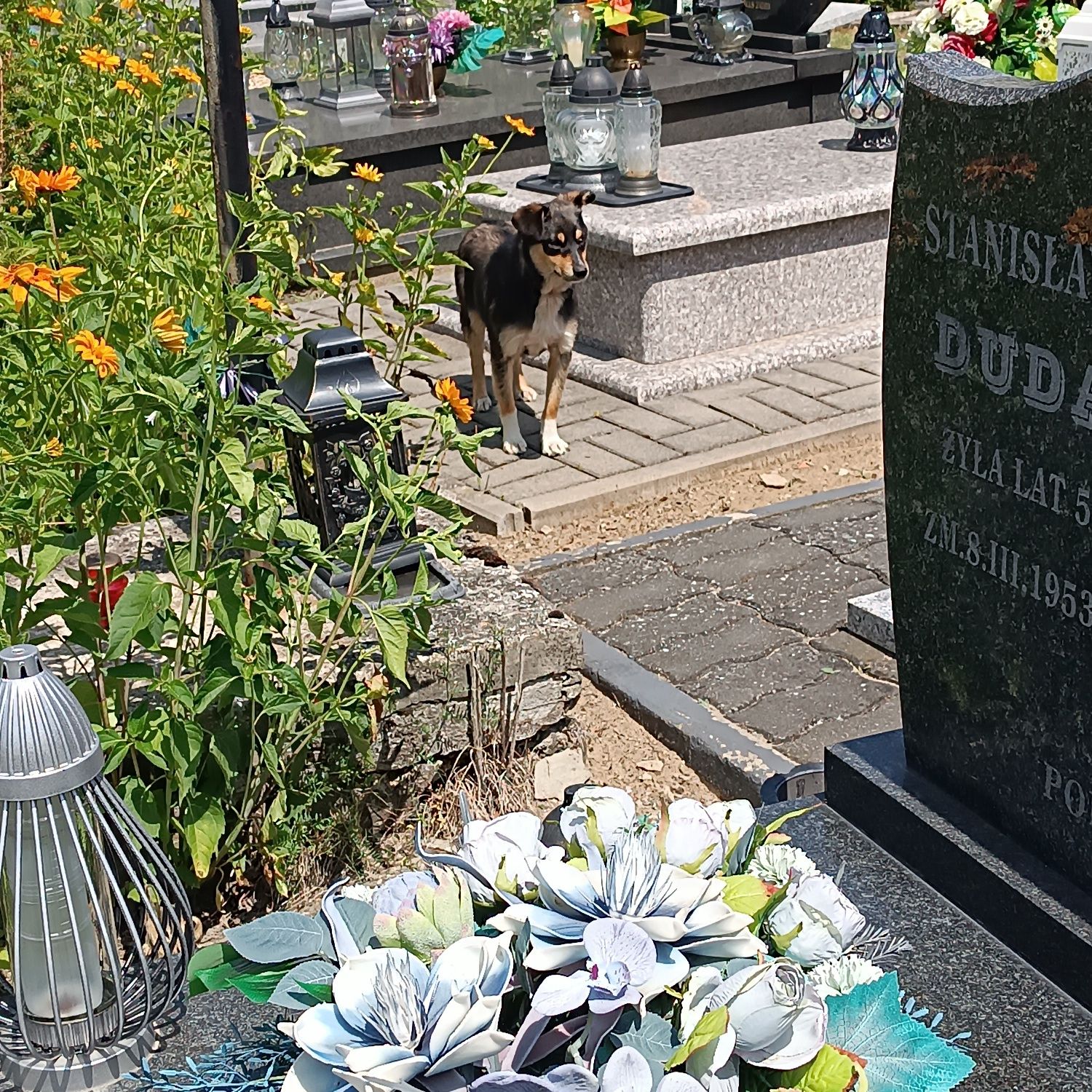 Tosia, młodziutka, śliczna sunia do adopcji