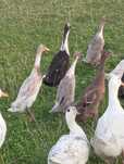 Kaczki biegusy  sprzedam kaczki broiler