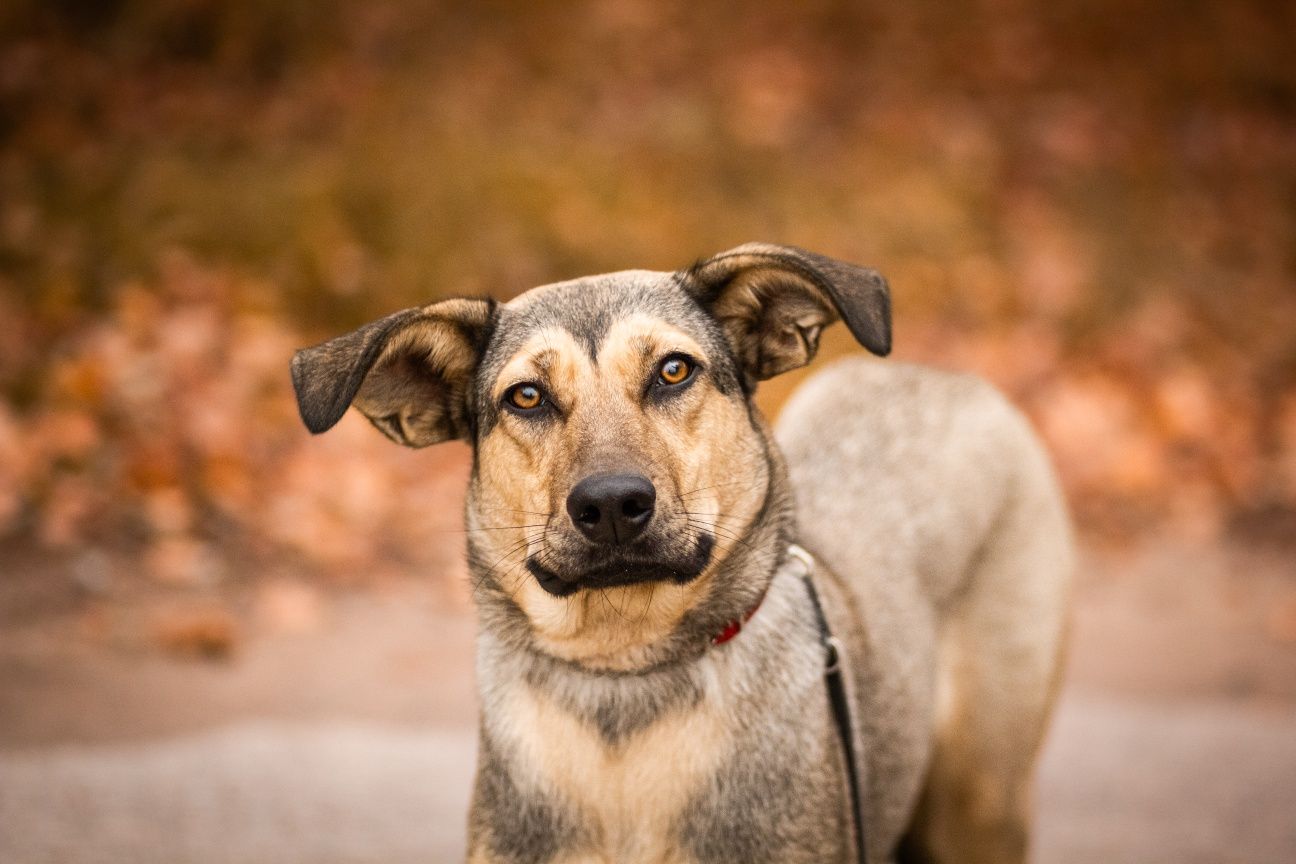 Tofi do pilnej adopcji!