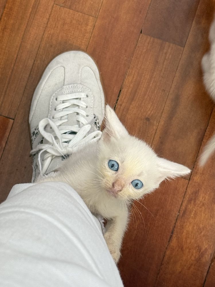 Gatos para adoção muito responsavel