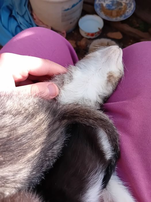 4 gatos para adoção