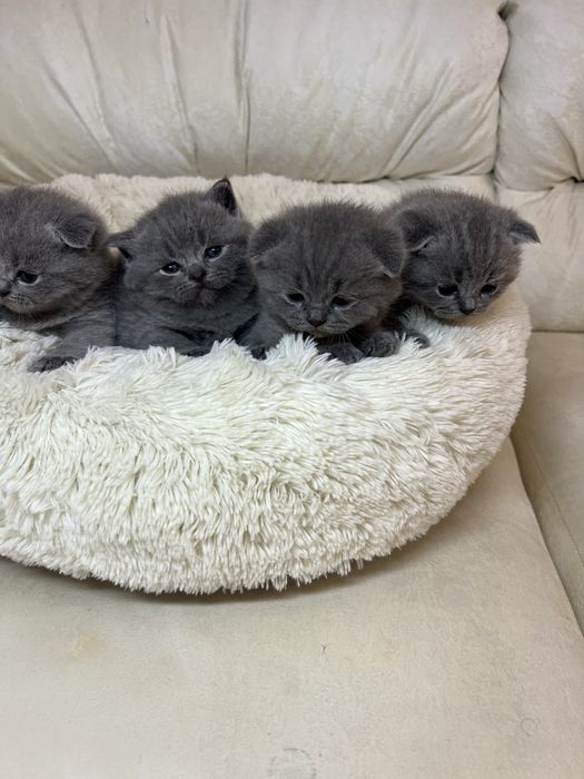 Британські блакитні кошенята