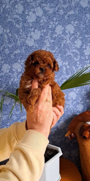 Той пудель девочка.