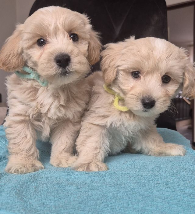 Uroczy piesek Maltipoo szuka kochającego domu!