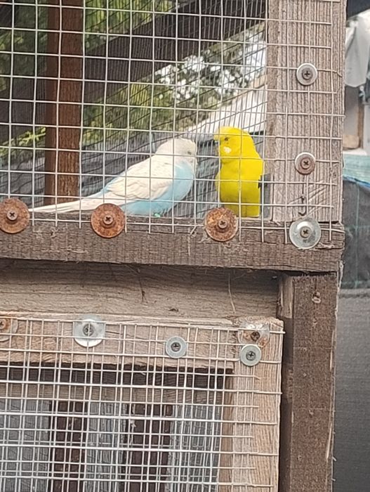 Sprzedam papugi faliste