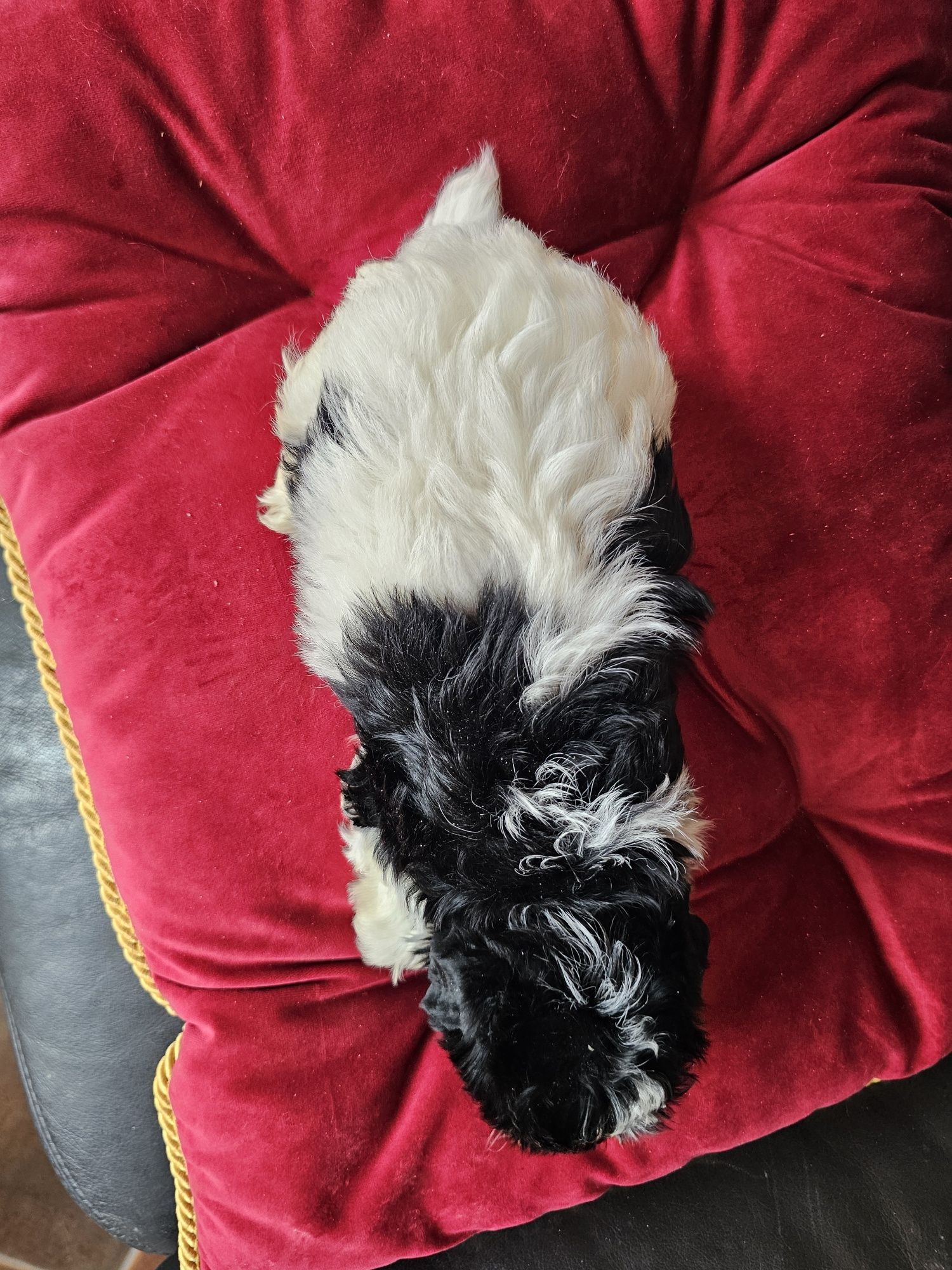York terrier biewier piesek