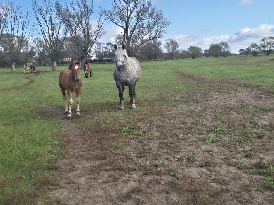 Sprzedam klacz ze źrebakami siwe i  srokate