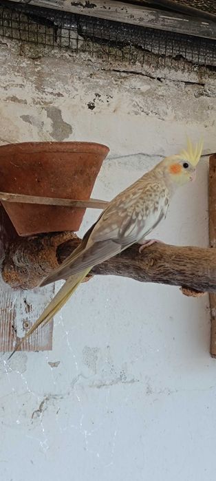 Vendo caturra nova